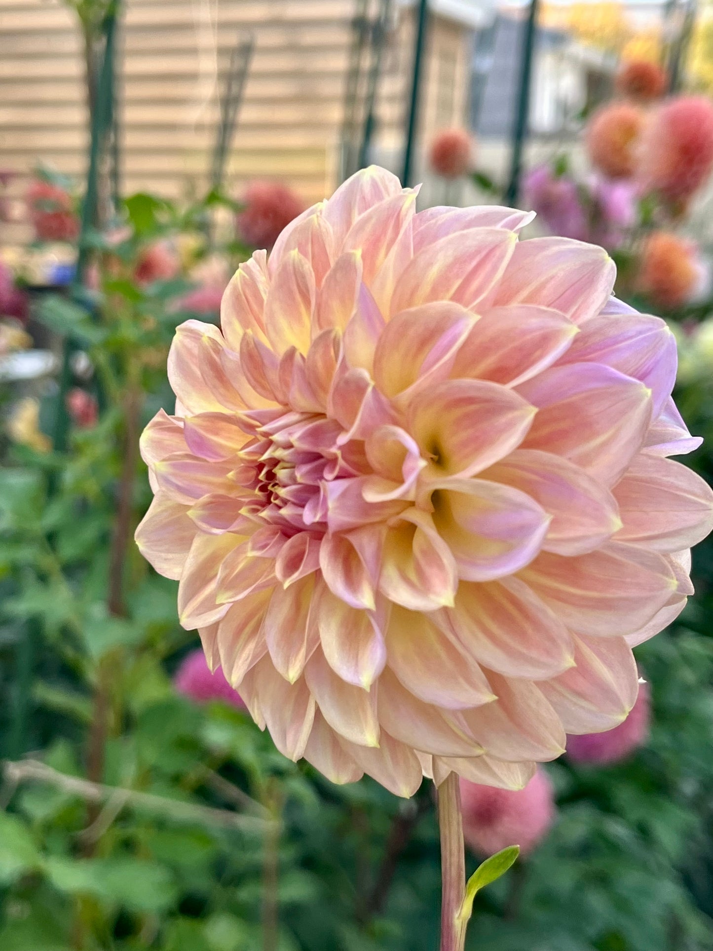 Coorabell Astrid -Cutting-