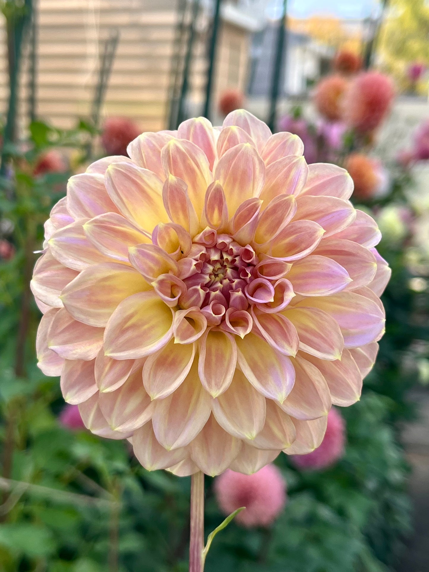 Coorabell Astrid -Cutting-