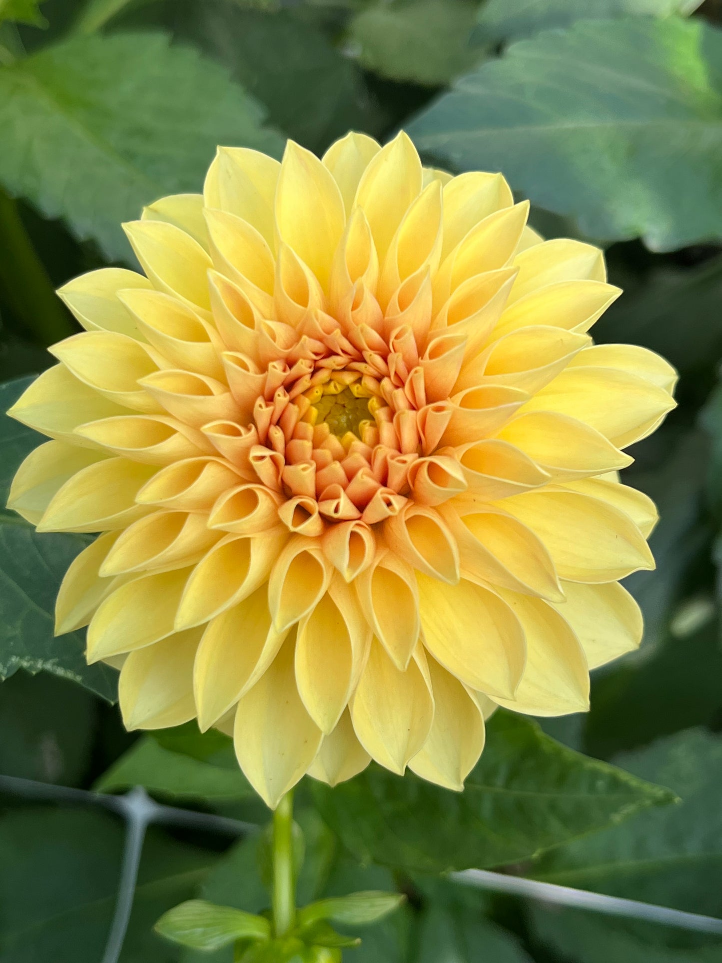 Himari 🇯🇵 -Limit 1 per Household-