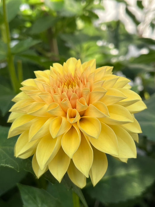 Himari 🇯🇵 -Limit 1 per Household-