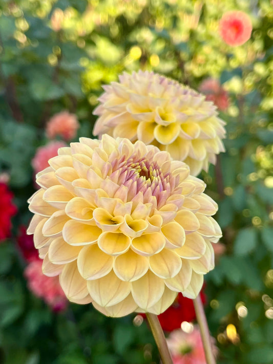 La Corbiere -Cutting-