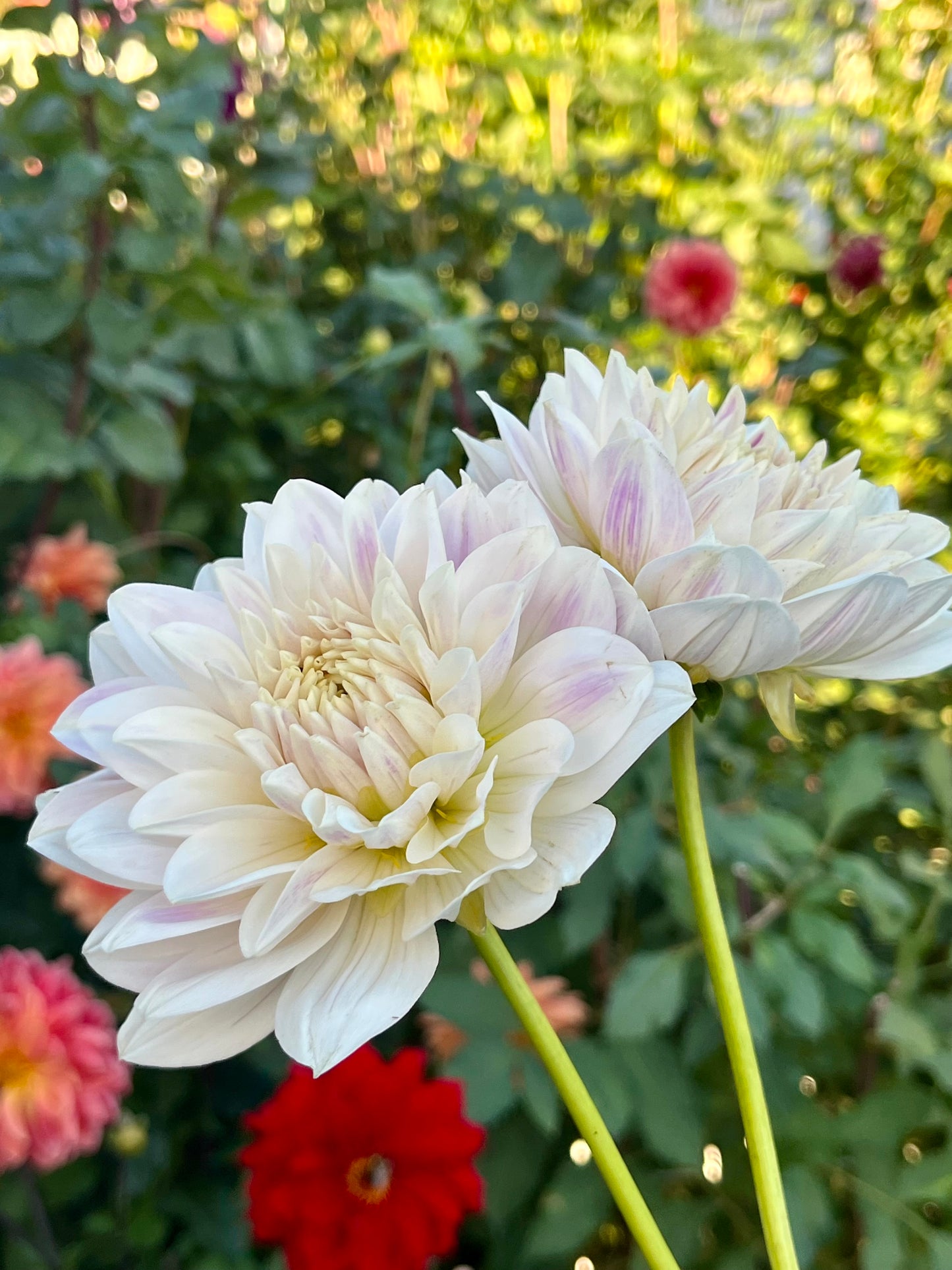 Hollyhill Snow Queen -Cutting-