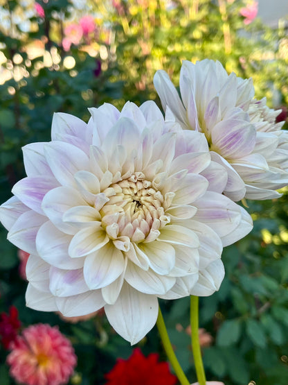 Hollyhill Snow Queen -Cutting-