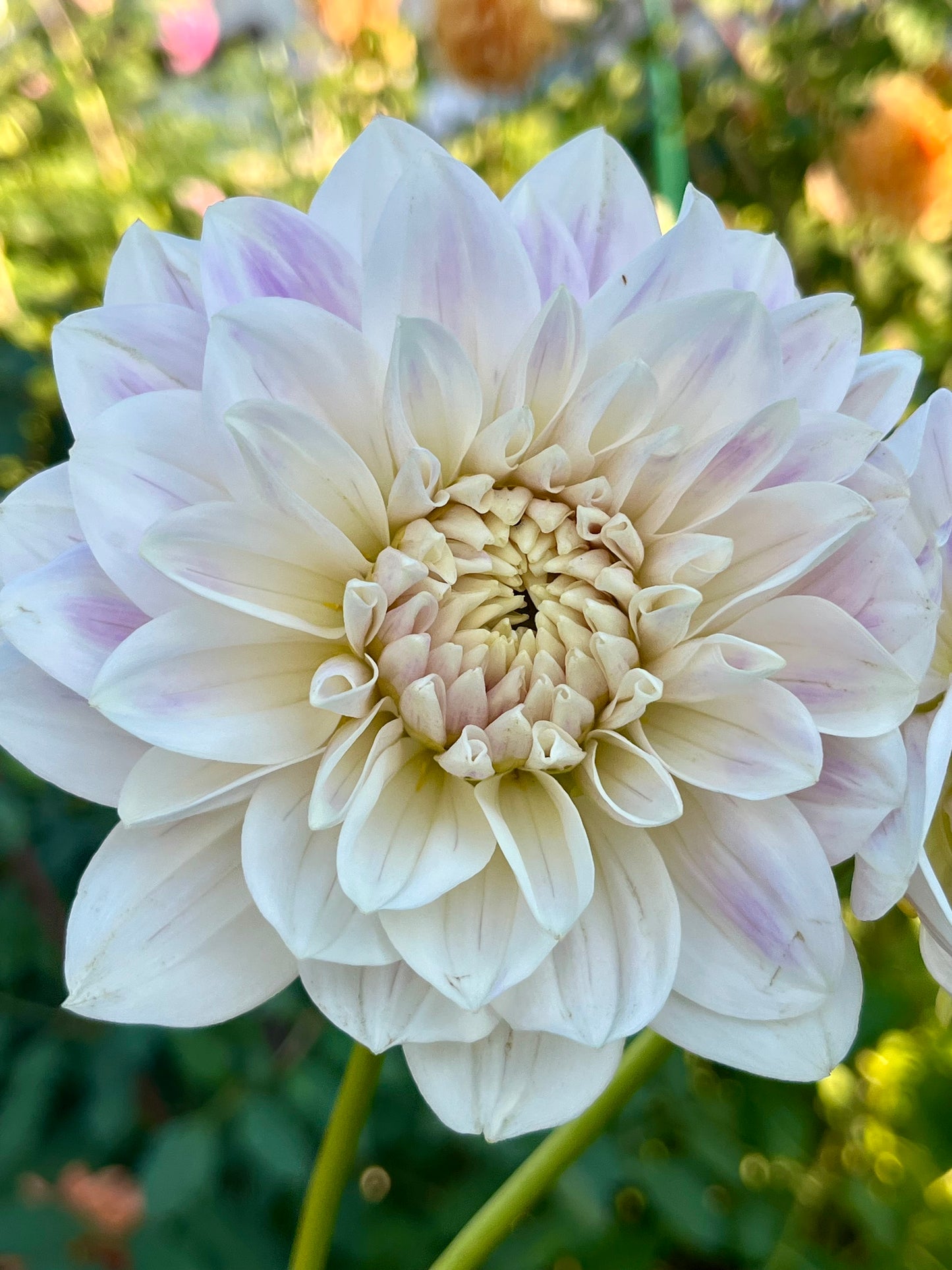 Hollyhill Snow Queen -Cutting-