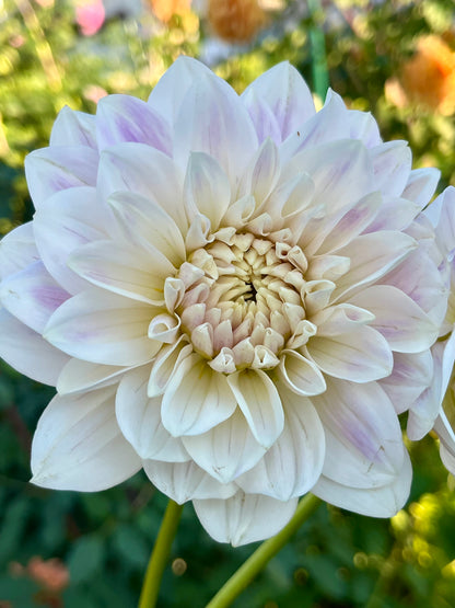 Hollyhill Snow Queen -Cutting-