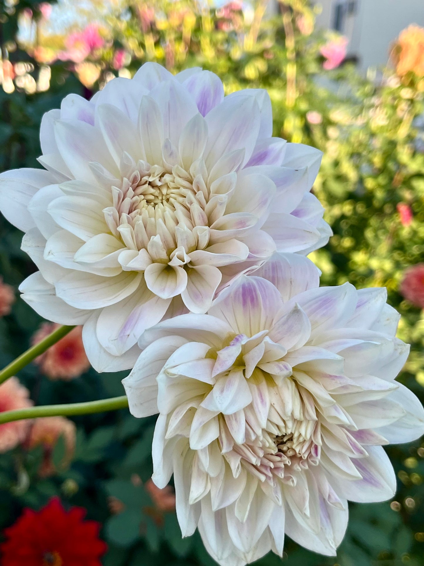 Hollyhill Snow Queen -Cutting-