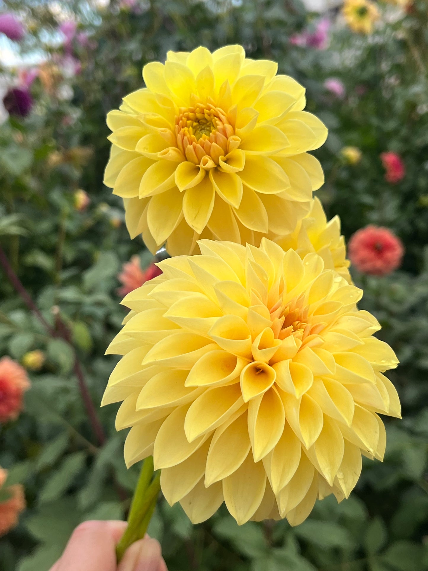 Himari 🇯🇵 -Limit 1 per Household-