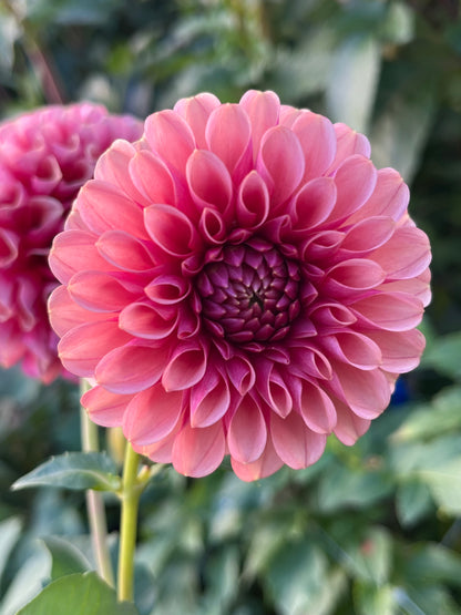 Levi's Blood Moon -Cutting-