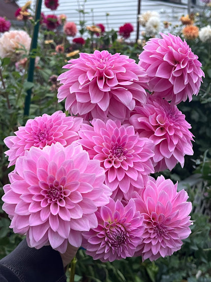 Bella Dawn -Limit 1 per Household-