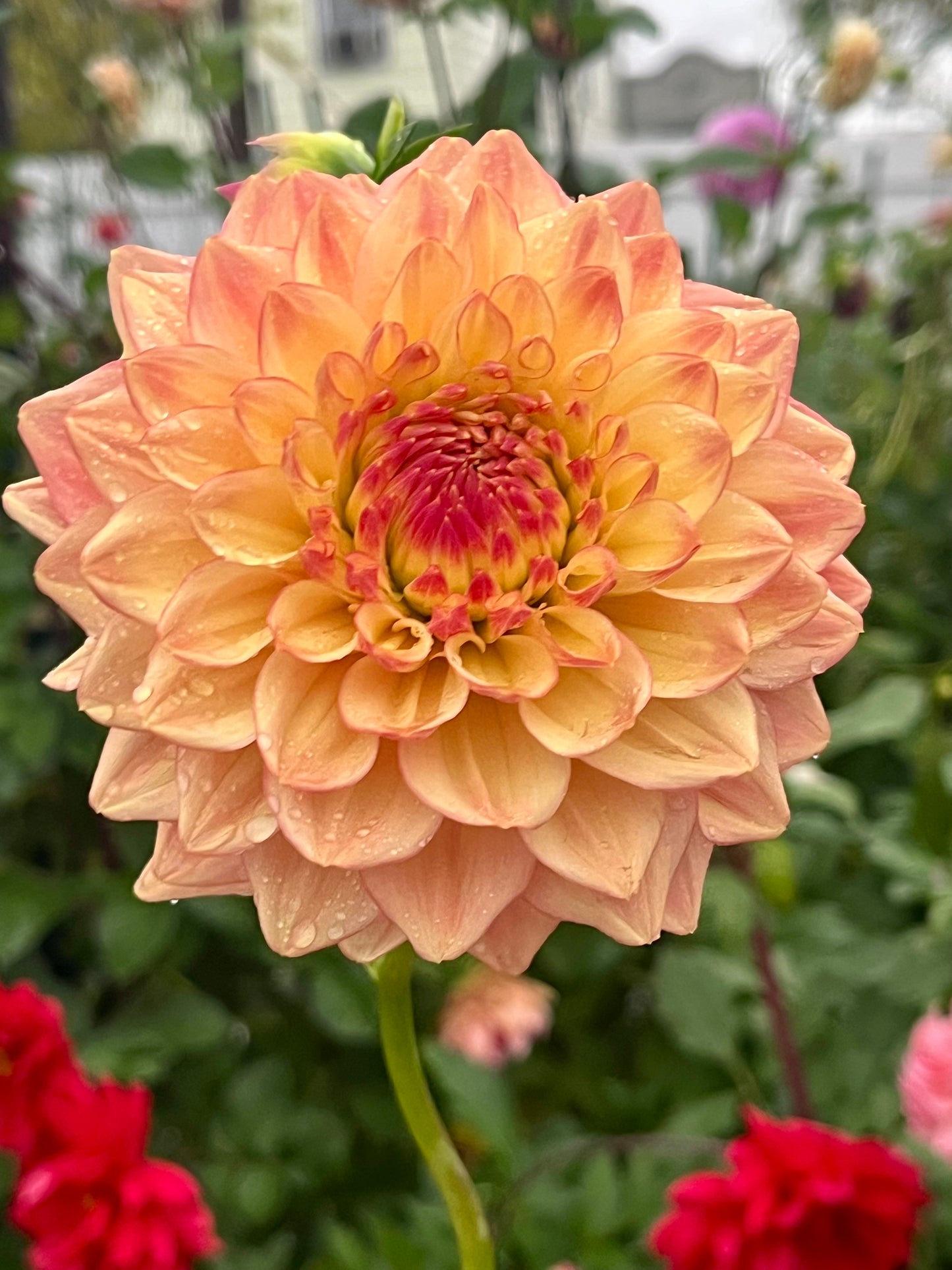 Askwith Edna -Limit 1 per Household-