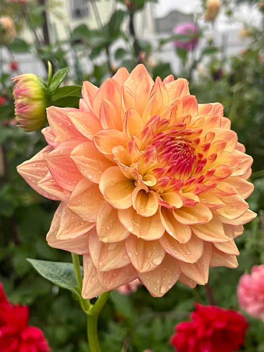 Askwith Edna -Cutting-