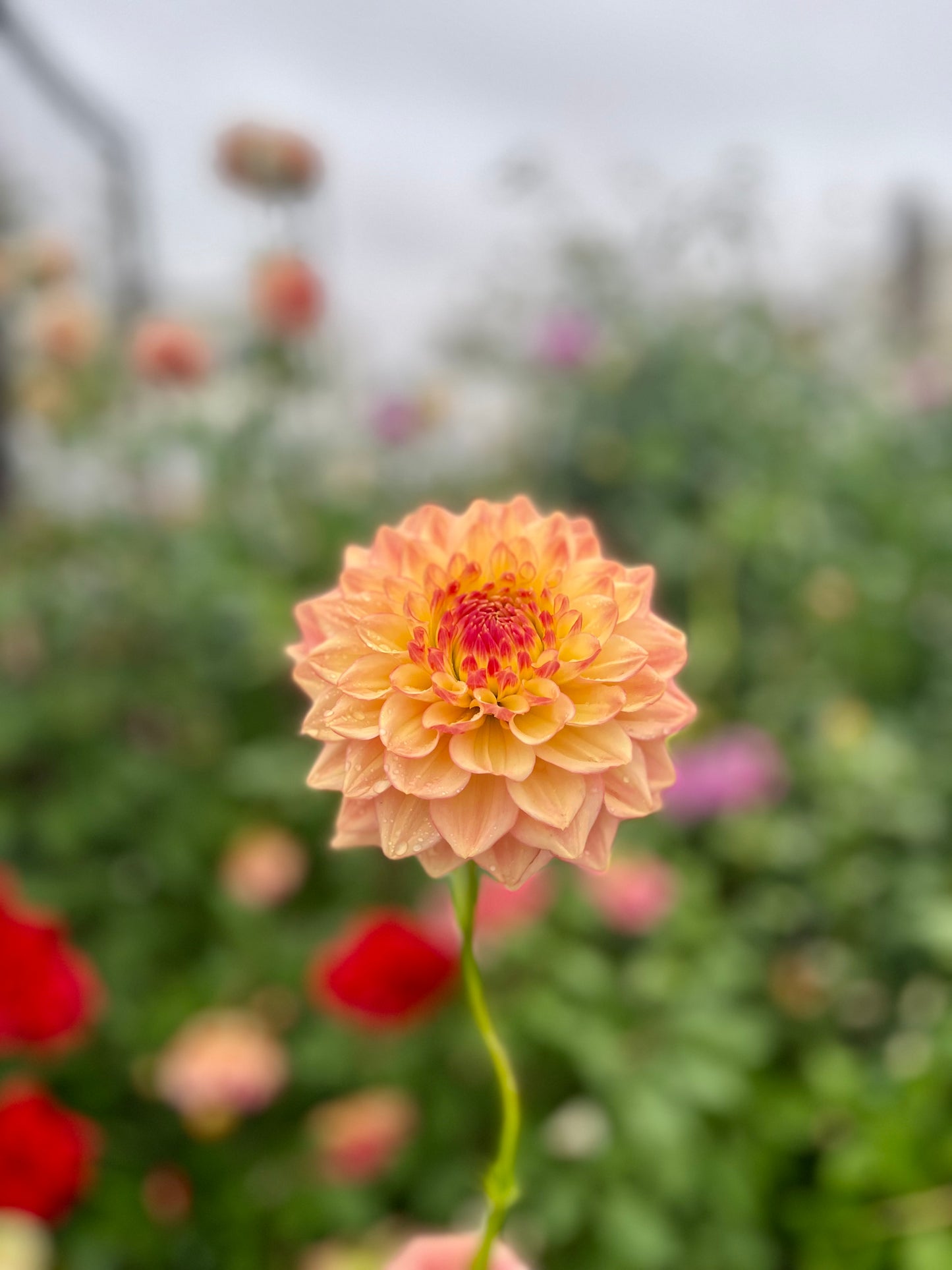 Askwith Edna -Limit 1 per Household-