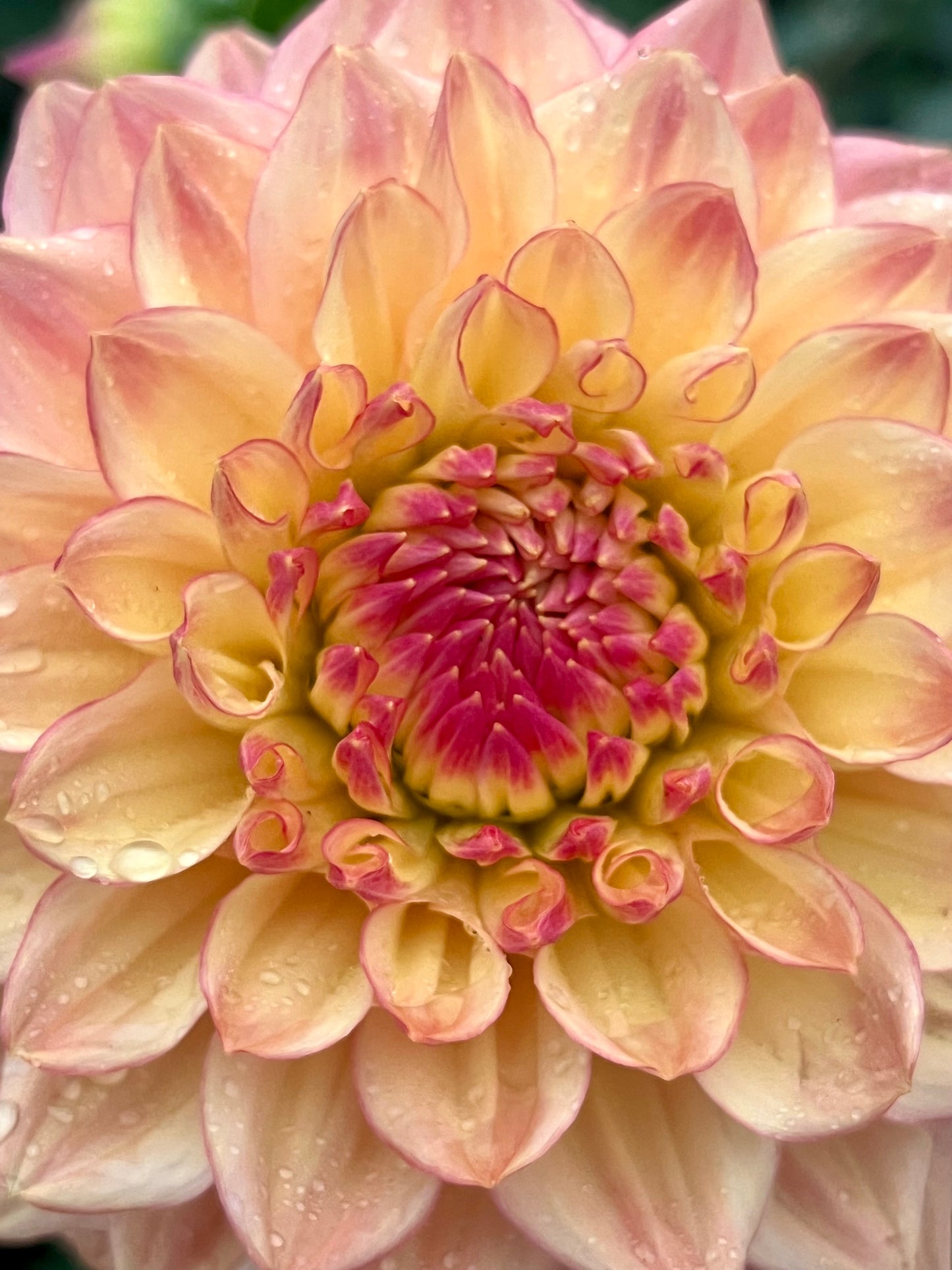 Askwith Edna -Limit 1 per Household-