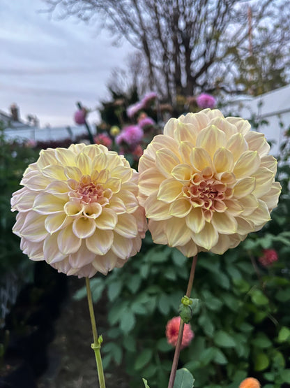 Coorabell Astrid -Cutting-