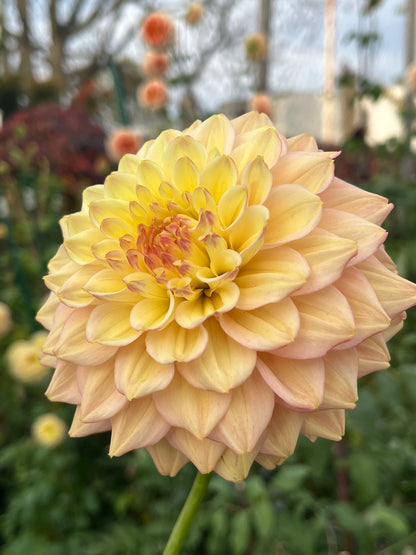 Askwith Edna -Limit 1 per Household-