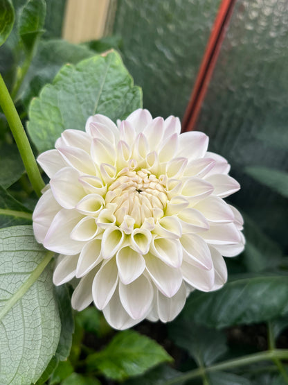 Formby Pearl -Cutting-