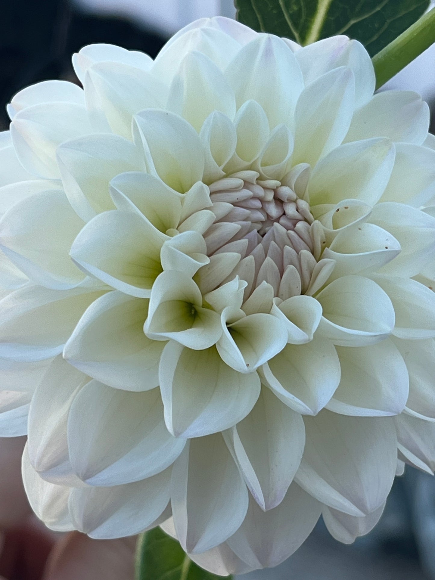 Formby Pearl -Cutting-