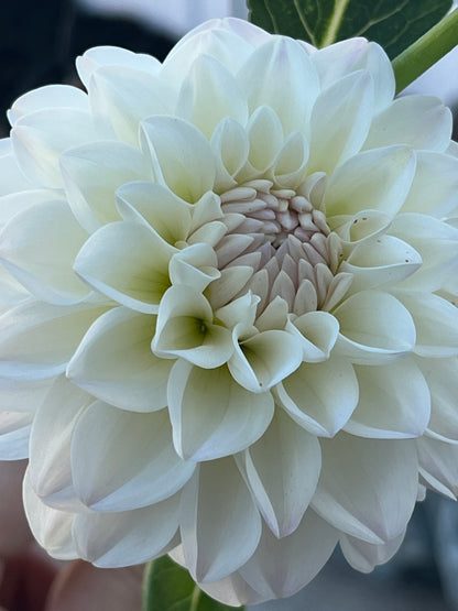 Formby Pearl -Cutting-