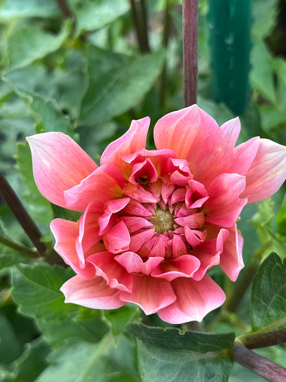 Carolina Wagemans -Limit 1 per Household-