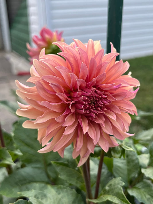 River’s Can’t Elope -Limit 1 per Household-