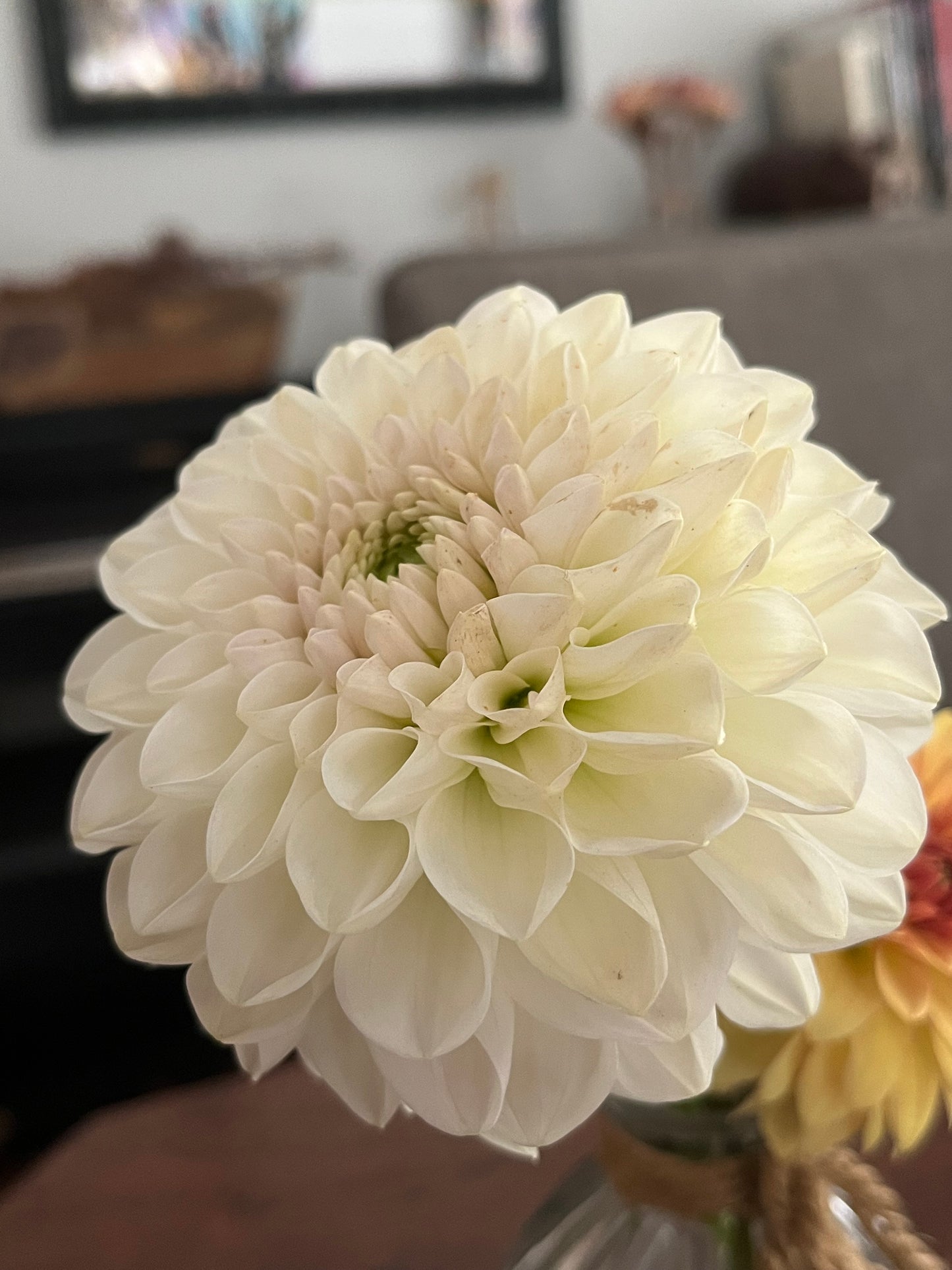 Formby Pearl -Cutting-