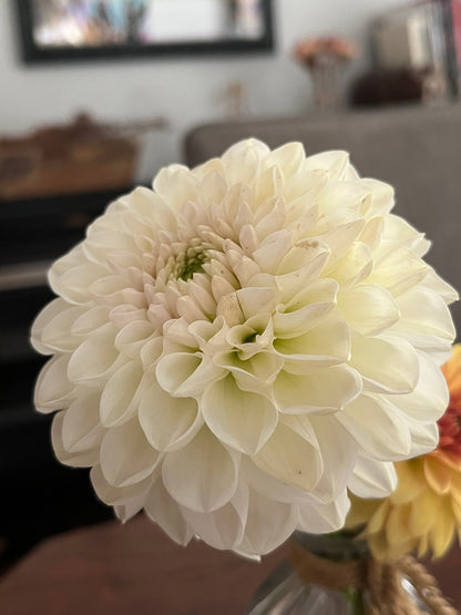 Formby Pearl -Cutting-