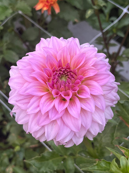Araluen Leatrice -Cutting-