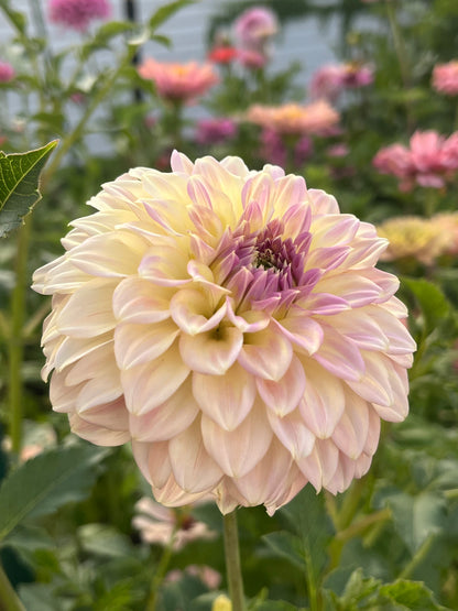 Coorabell Astrid -Cutting-