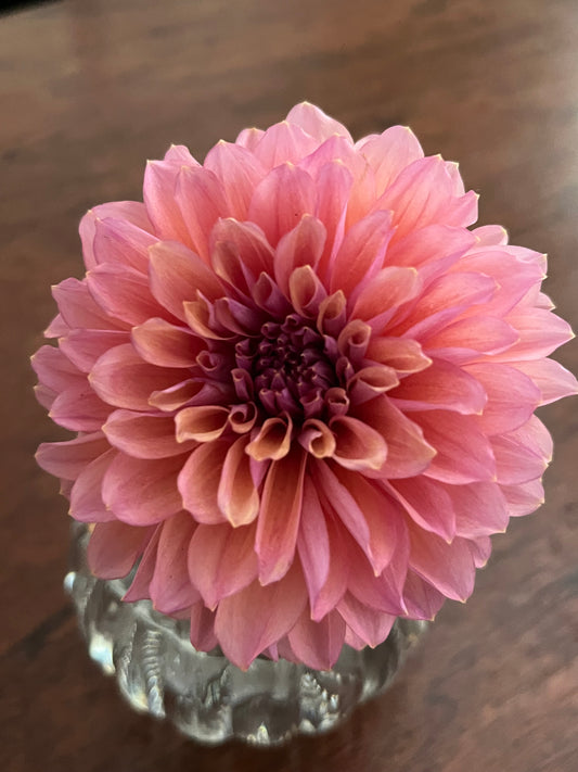 Sepia🇯🇵 -Pot tuber-Limit 1