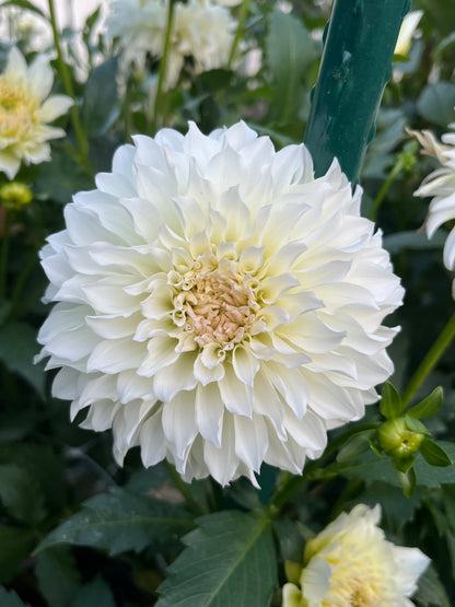 Spur🇯🇵 -Limit 1 per Household-