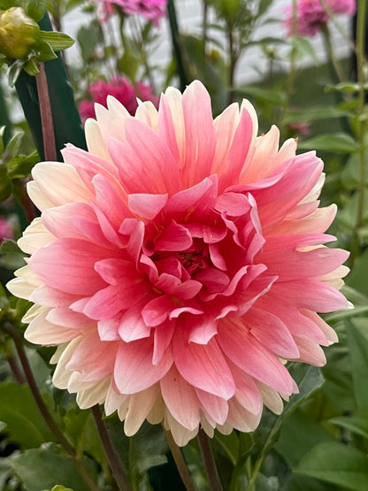 Carolina Wagemans -Limit 1 per Household-