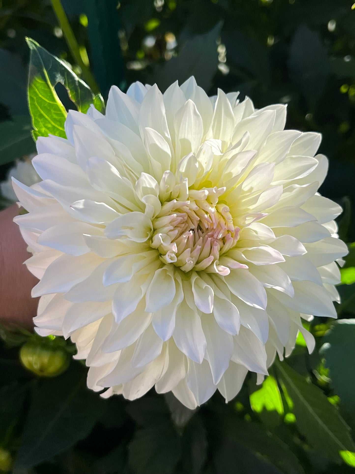 Spur🇯🇵 -Limit 1 per Household-