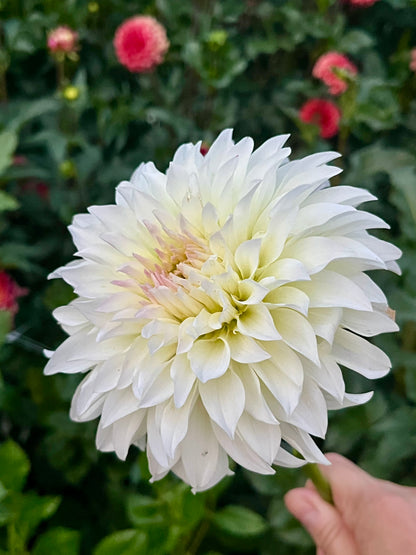 Spur🇯🇵 -Limit 1 per Household-