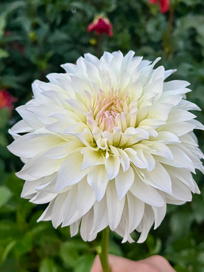 Spur🇯🇵 -Limit 1 per Household-