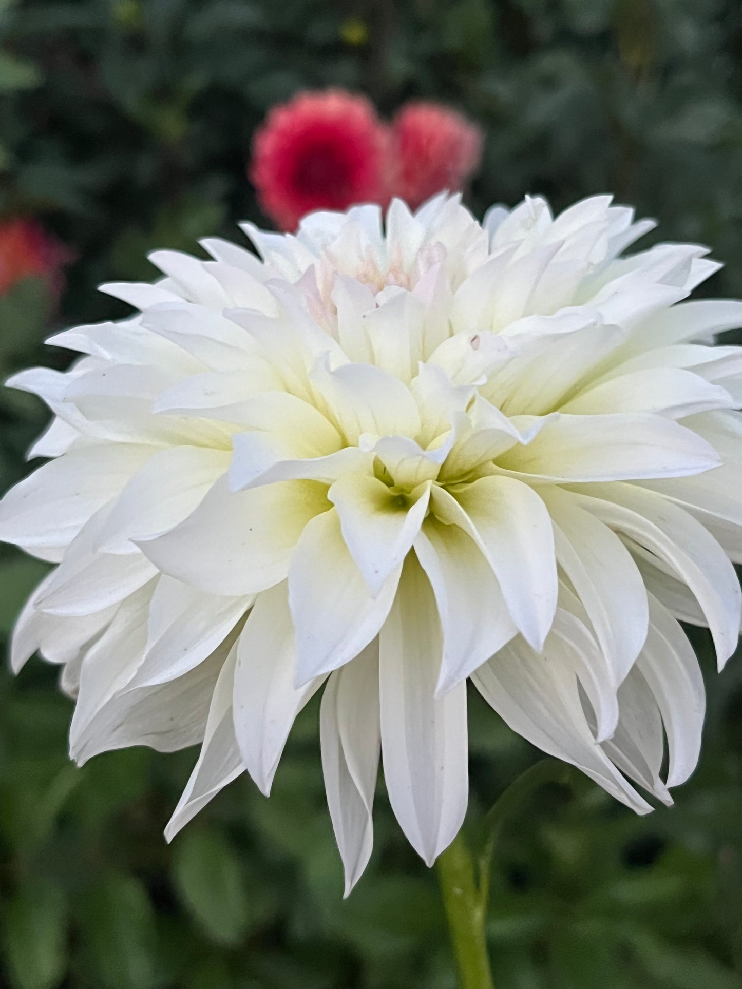 Spur🇯🇵 -Limit 1 per Household-