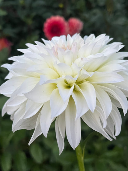 Spur🇯🇵 -Limit 1 per Household-