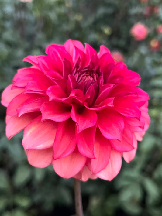 Lee's Brick House -Cutting-