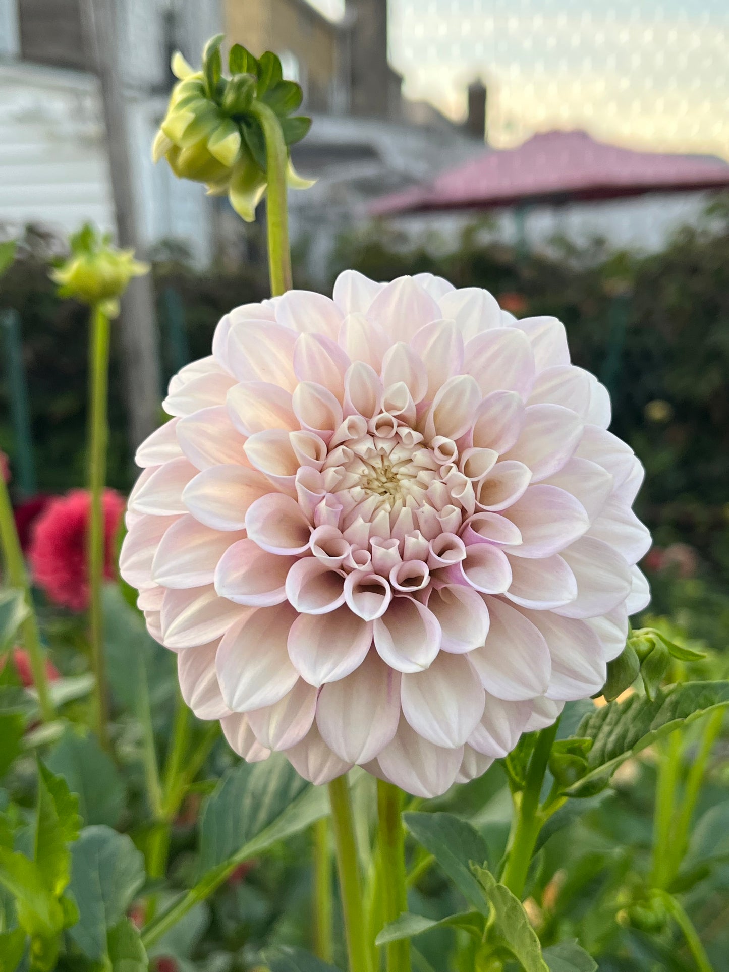 Bracken Joan -Cutting-