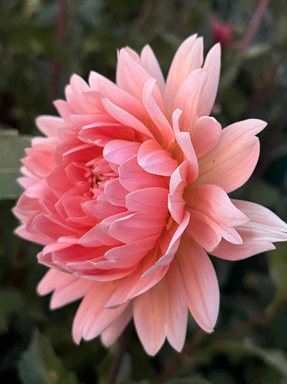 Carolina Wagemans -Limit 1 per Household-