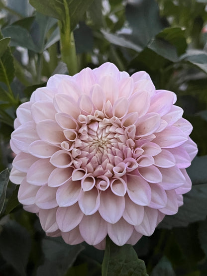 Bracken Joan -Cutting-