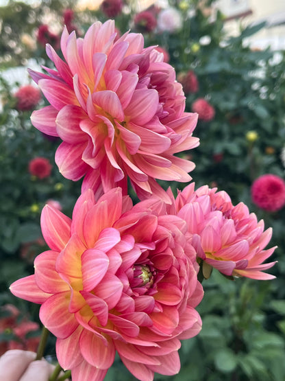 Lee's Scarlet Macaw -Cutting-