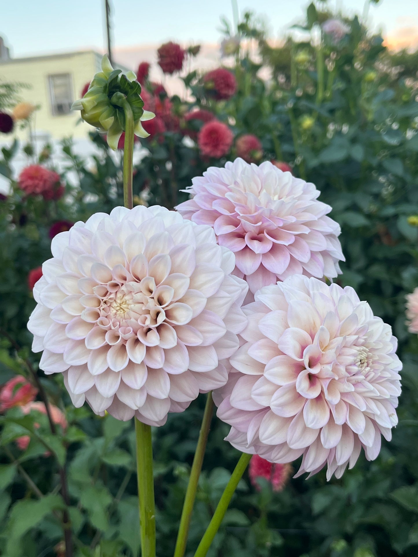 Bracken Joan -Cutting-