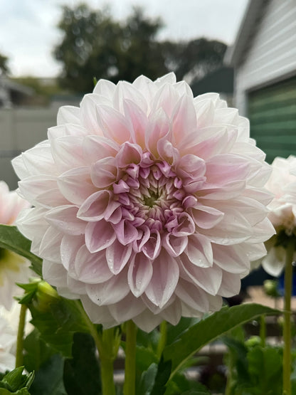 Miss Anne Francis -Cutting-