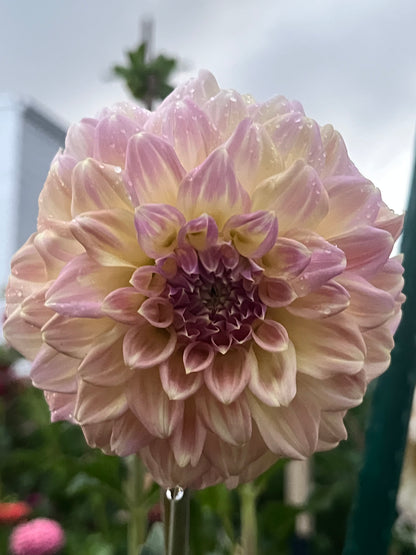 Coorabell Astrid -Cutting-