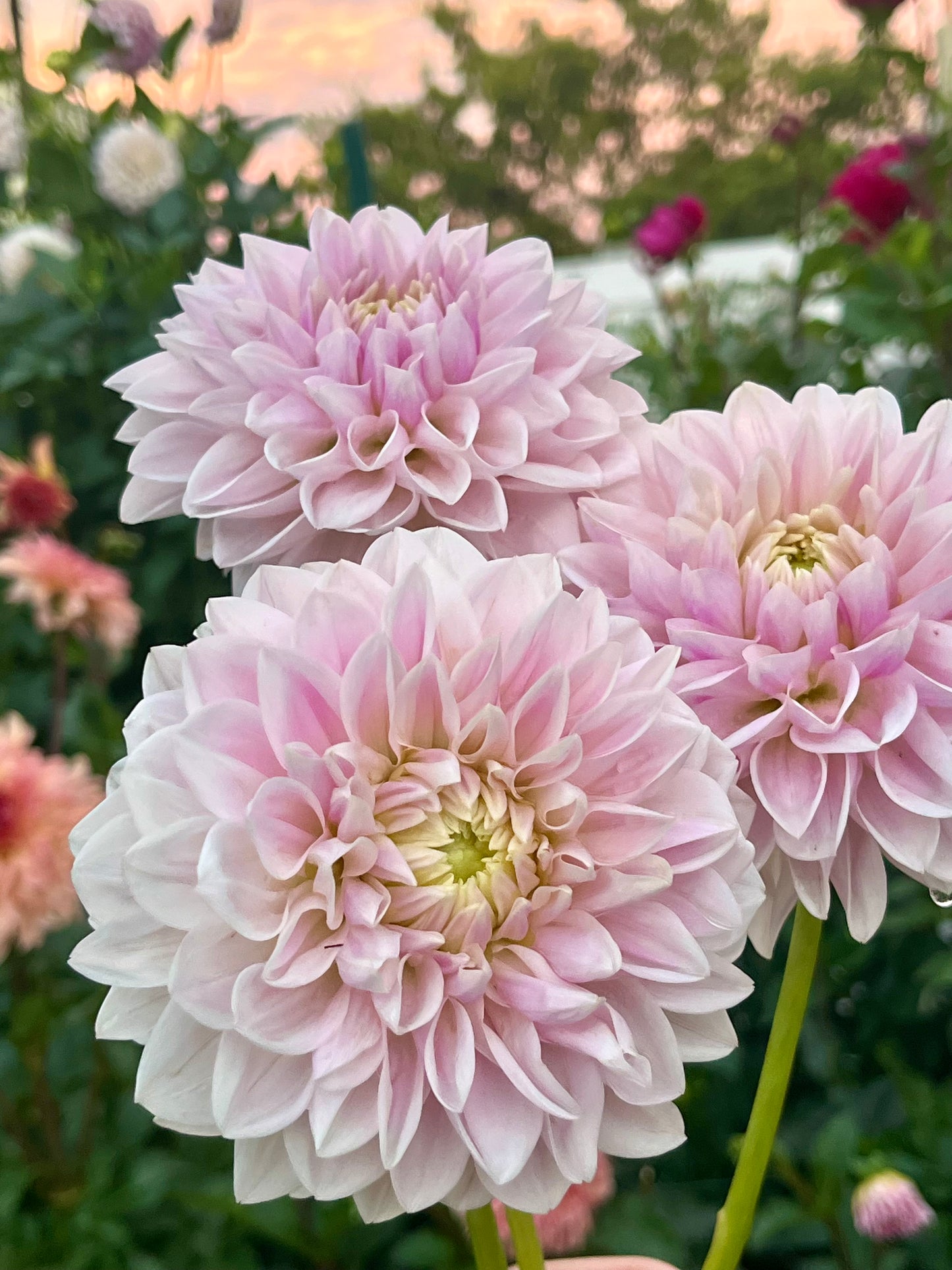 Miss Anne Francis -Cutting-