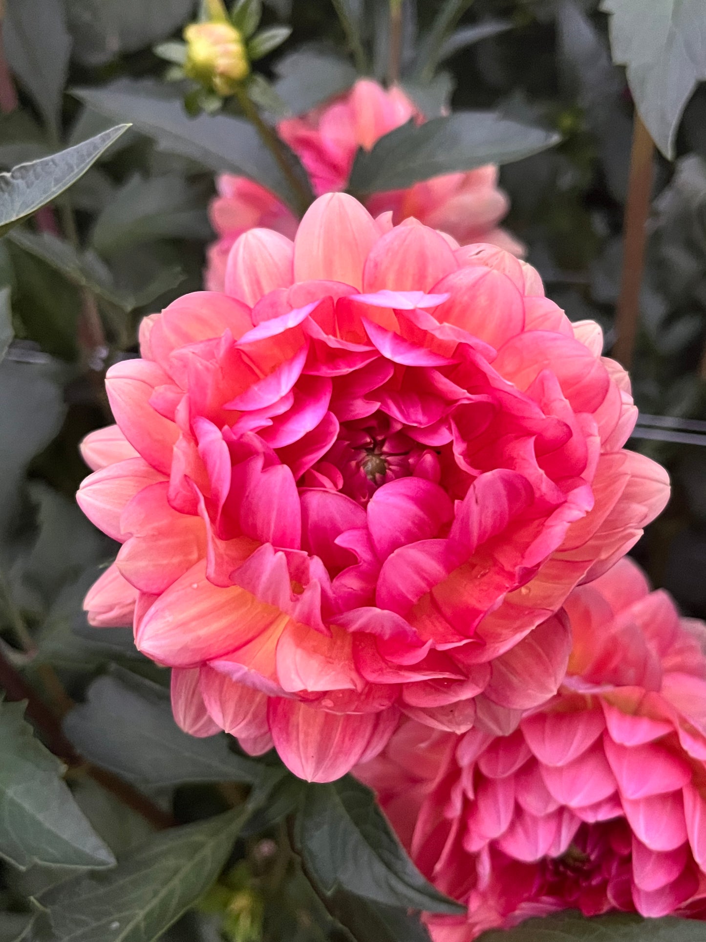 Lee's Scarlet Macaw -Cutting-