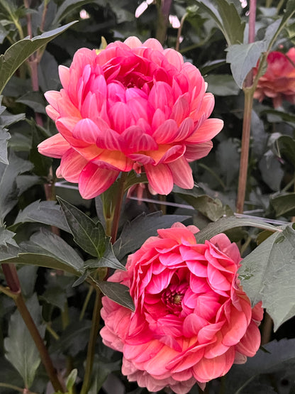 Lee's Scarlet Macaw -Cutting-