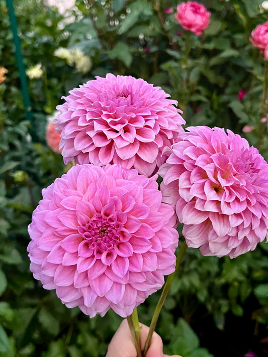 Araluen Leatrice -Cutting-