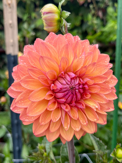 Misfit Kaleidoscope -Cutting-