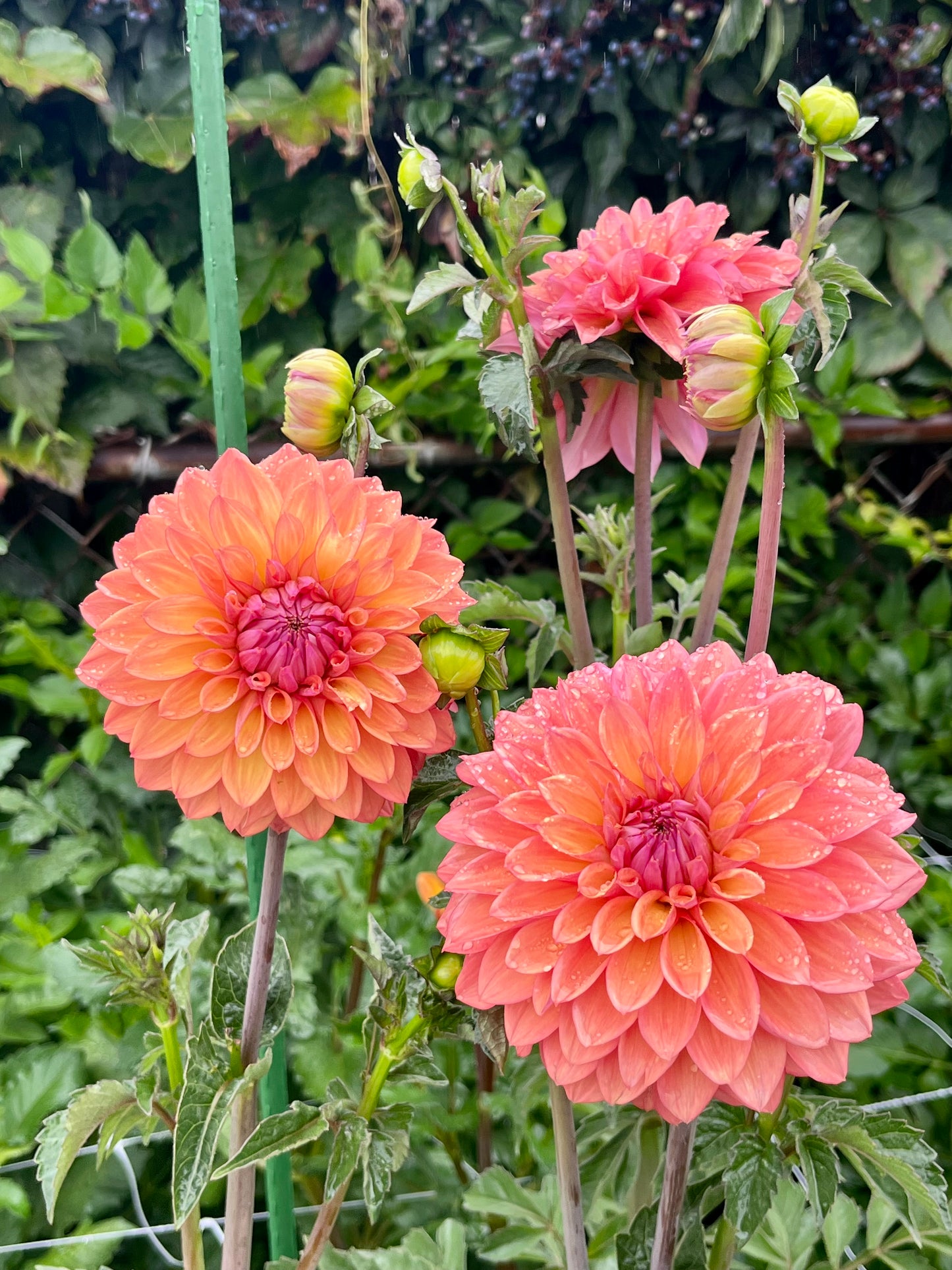 Misfit Kaleidoscope -Cutting-